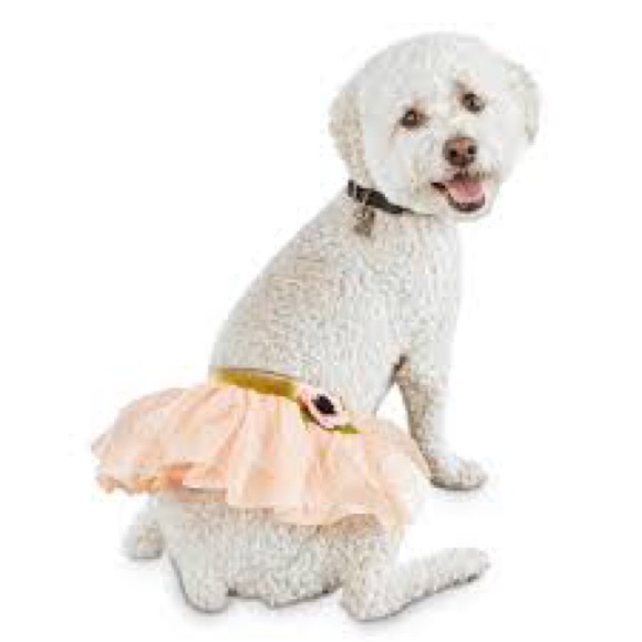 Birthday Girl Dog Tutu | Small - Medium - Picture 8 of 8